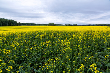 Obraz premium Flowering rapeseed field on a cloudy day, Finland