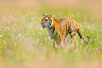Summer day fit dangerous animal. Flowered meadow with tiger. Tiger with ping and yellow and pink flowers. Siberian tiger in beautiful habitat. Amur wild cat sitting in the grass.