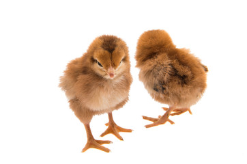 Obraz premium a chicken isolated
