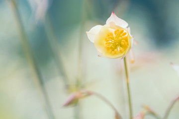 Opening flower of Aquilegia. Gentle refined image. Soft focus