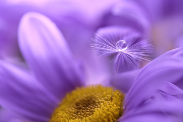 The seed of a dandelion with water drop on purple flower. Beautiful macro of an artistic image.