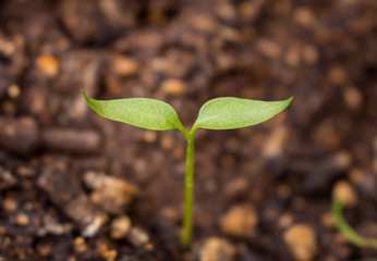 Tiny plant with only two leaves