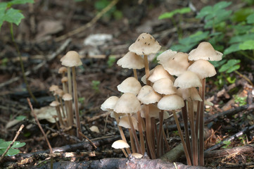 Mushrooms Gymnopus confluens