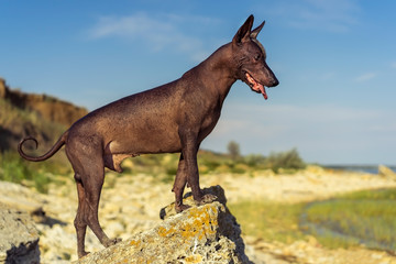 One Mexican hairless dog (xoloitzcuintle, Xolo) stands at sunset on a large rock on the shore against a blue sky