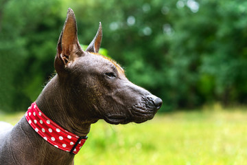 Close-up portrait A Mexican Hairless dog in lovely collar (xoloitzcuintle, Xolo) on a background of green grass and trees in the park