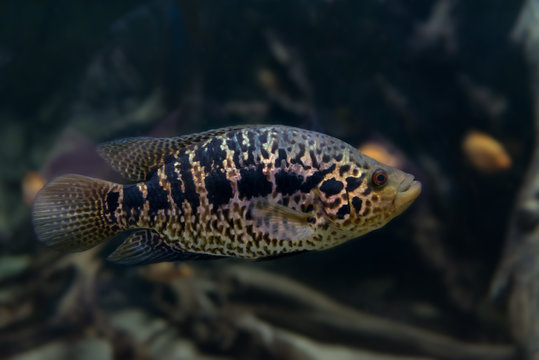 Spotted Jaguar Cichlid in an aquarium close-up