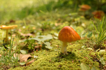 Orange Mushroom on the Forest Floor