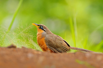 Lesser Ground-cuckoo, Morococcyx erythropygius, rare bird from Costa Rica. Birdwatching in south america. Bird cuckoo sitting on the ground with beautiful grass. Wildlife scene from nature.