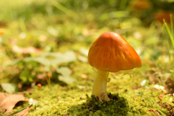 Orange Mushroom Against a Green Background