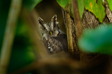 Pacific Scrrech-owl, Megascops cooperi, little owl in the nature habitat, sitting on the green spruce tree branch, forest in the background, Costa Rica. Bird, green jungle. Owl hidden in tropic forest