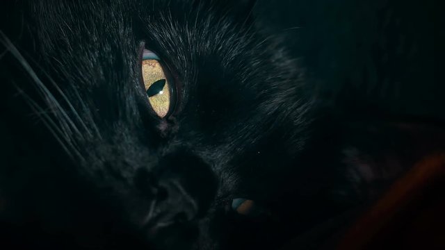 Cinematic macro shot of a black cat's yellow eyes