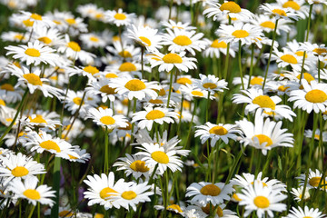 Lot of beautiful wild field chamomile flowers with white petals on meadow in summer day closeup 