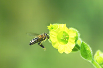 bee collects nectar on the flowers of tobacco
