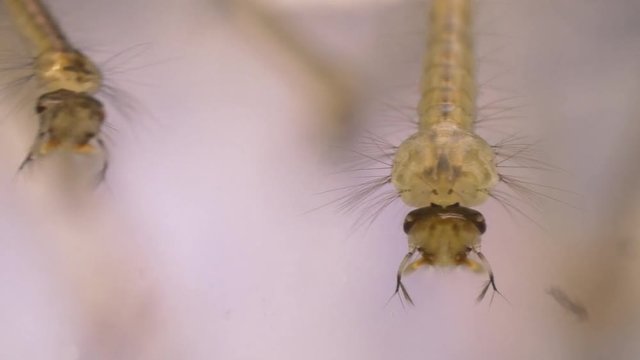 mosquito Larva