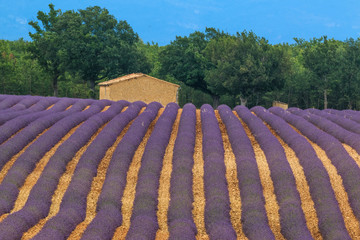 Obraz na płótnie Canvas Stone house in the field of the blooming lavender, France