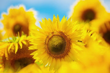 Obraz premium Blooming sunflower. Sunflowers are large. Beautiful sunflowers in summer
