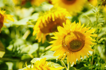 Beautiful sunflowers in summer. Blooming sunflower. Sunflowers are large.