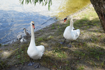 Family swine with children on the lake