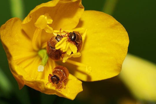 Macro of three brown and fluffy Caucasian beetles of pollen beetles inside a yellow flower of celandine