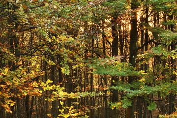 Bieszczady National Park near Wolosate village. Poland