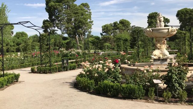 wonderful rosegarden in Retiro Park Madrid