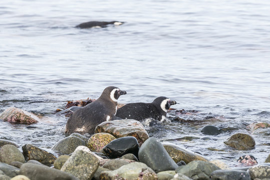 Magellan penguins the Santa Magdalena island next to Punta Arenas, Chilean Patagonia