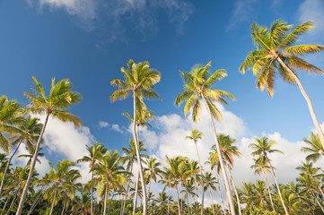 Fototapeta na wymiar Palmenhain vor blauem Himmel in der Dominikanischen Republik