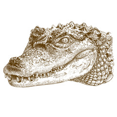 Fototapeta premium engraving illustration of crocodile head