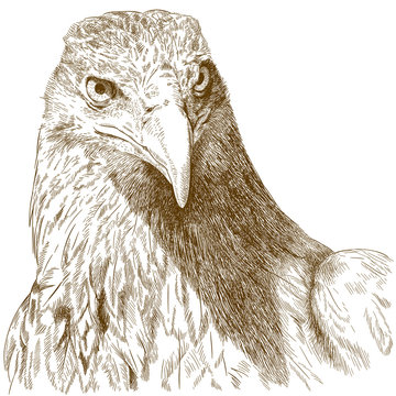 Engraving Illustration Of Big Eagle Head