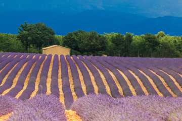 Plakat Stone house in the field of the blooming lavender, France