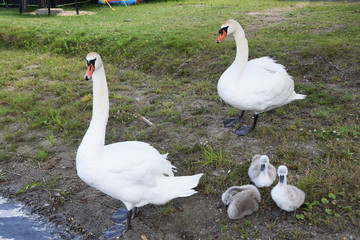 Family swine with children on the lake