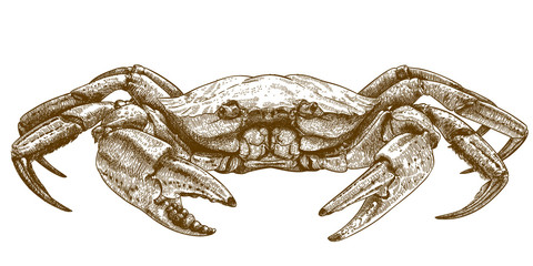 etching illustration of crab - obrazy, fototapety, plakaty