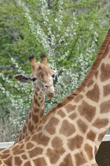 Obraz premium Bébé et maman girafe
