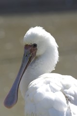 Portrait de Spatule blanche