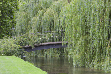 Weeping willow trees around iron bridge over the river in a summer garden .