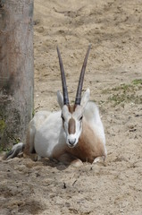 Oryx Gazelle