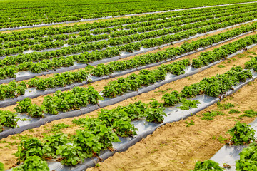 Agriculture farm of strawberry field