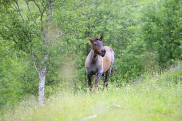 cry for mom, cute gray foal neighing for it´s mom