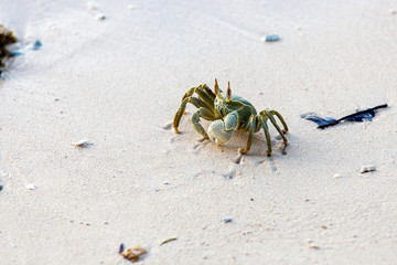 Die Krabbe