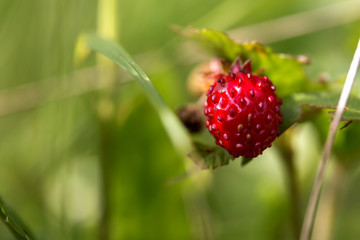 Red strawberry berry