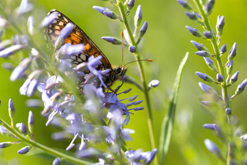 butterfly sits on a flower in a field