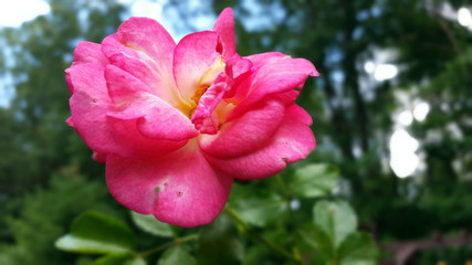 Pink Roses in a summer season