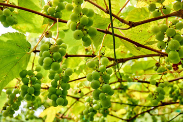 grape harvest. wine grapes background. bunch of grapes