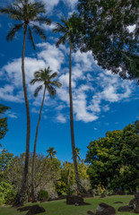 Fototapeta na wymiar Tahitian Coconut trees