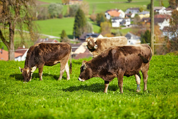 Cows grazing on a green summer meadow. Herd of cows. Cows on the field