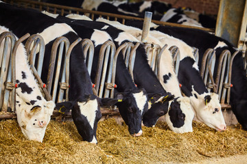 cows in a farm cowshed