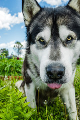 Dog Malamute looks and shows tongue