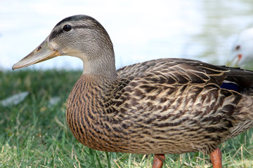 duck