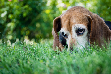 Portrait of an old beagle hound dog looking up with sad eyes outside on grass.