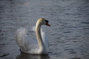 Lonely white swan on a clean lake